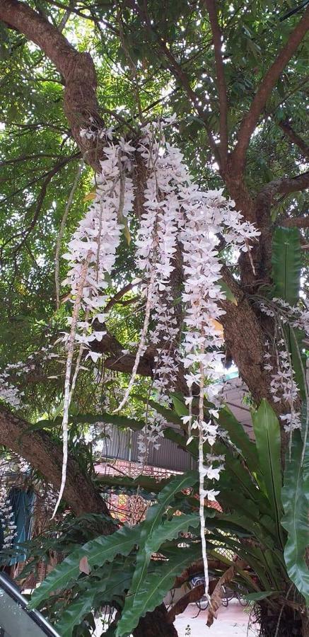 Linh Soi Homestay ไหมโจ๋ว ภายนอก รูปภาพ